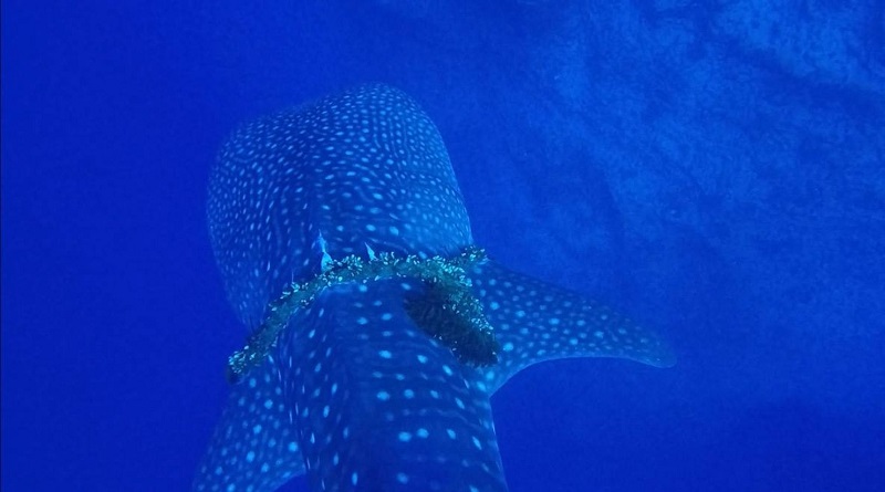 Tubarão-baleia com corda ao redor do corpo é salvo por mergulhadores no Havaí