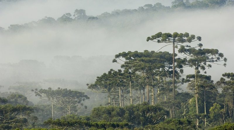 Brasil tem sete espécies de árvores em risco de extinção