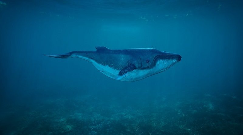 Japão pede fim da moratória de caça comercial à baleia em encontro internacional