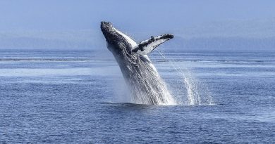 Países a favor da caça a baleias derrubam proposta de criação de um Santuário de Baleias no Atlântico Sul