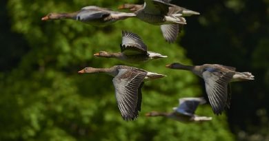 Trump quer “flexibilizar” lei de 100 anos de proteção a aves migratórias