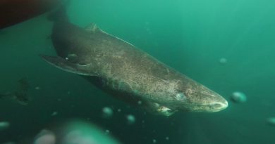 Tubarão de 400 anos encontrado no Ártico pode ser vertebrado mais antigo do planeta