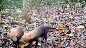 Armadilhas fotográficas revelam espécies de animais raros da Amazônia