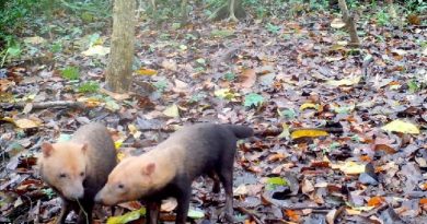 Armadilhas fotográficas revelam espécies de animais raros da Amazônia