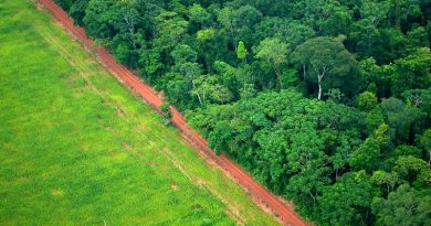 Desmatamento na Amazônia em agosto é 199% maior do que mesmo período do ano passado
