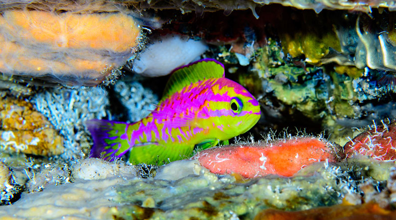 Nova espécie de peixe multicolorido é descoberta em águas profundas do Nordeste