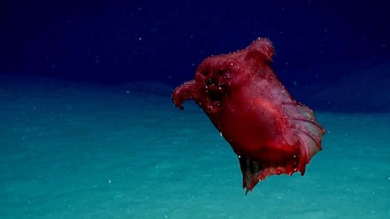 Vídeo mostra flagrante de raro pepino-do-mar, conhecido como “monstro da galinha sem cabeça”, na Antártica
