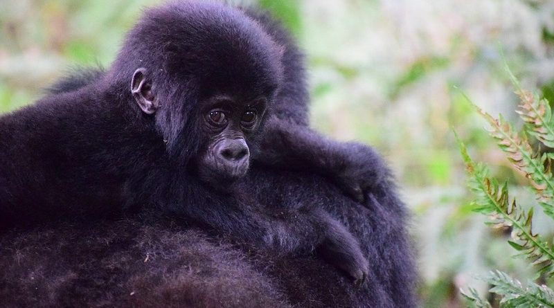 Boa notícia traz mais esperança para a sobrevivência dos gorilas das montanhas
