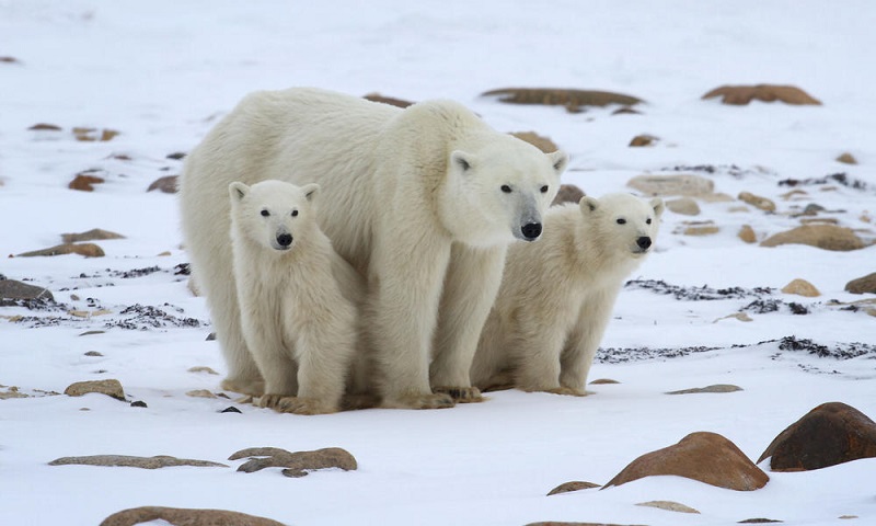 A Ursa Polar': Confira 5 curiosidades sobre os ursos polares antes