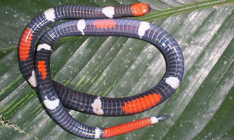 Cobra coral - Répteis - InfoEscola