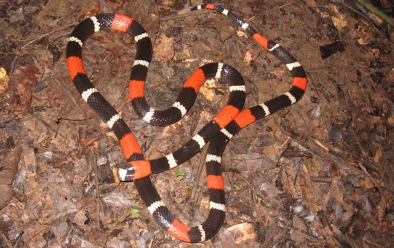 Existe cobra cor de rosa? Saiba o que representam as cores das cobras -  Portal Amazônia