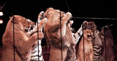 Portugal proíbe uso de animais selvagens em circos