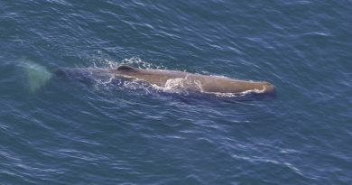 Presença de baleia cachalote no Ártico aumenta temor de cientistas sobre aquecimento dos oceanos