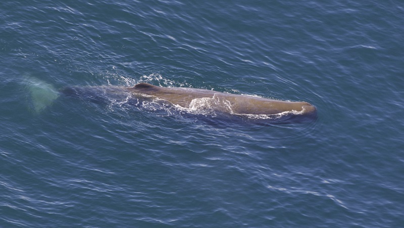 Presença de baleia cachalote no Ártico aumenta temor de cientistas sobre aquecimento dos oceanos 