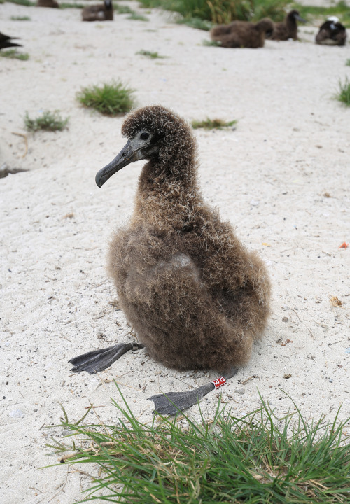 Albatroz-gigante está presente durante todo o ano em mares brasileiros