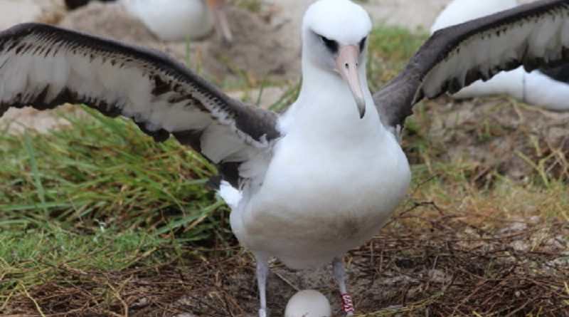 Albatroz-gigante está presente durante todo o ano em mares brasileiros