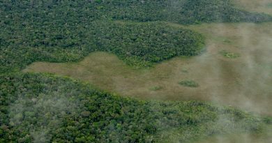 Desmatamento na Amazônia dispara e aumenta mais de 400% em novembro