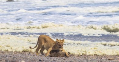 Leões se alimentam de focas e aves marinhas para sobreviver na costa da Namíbia