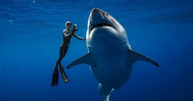 Majestoso tubarão branco é filmado nadando ao lado de mergulhador no Havaí
