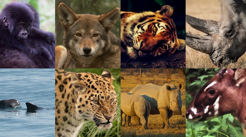 Pró Espécies - Todos contra a extinção