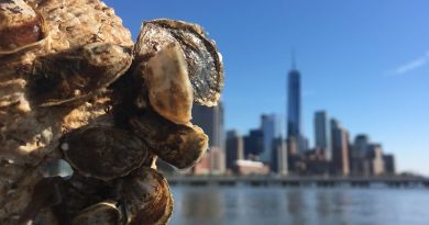 Projeto inédito usa ostras para limpeza da água do porto em Nova York