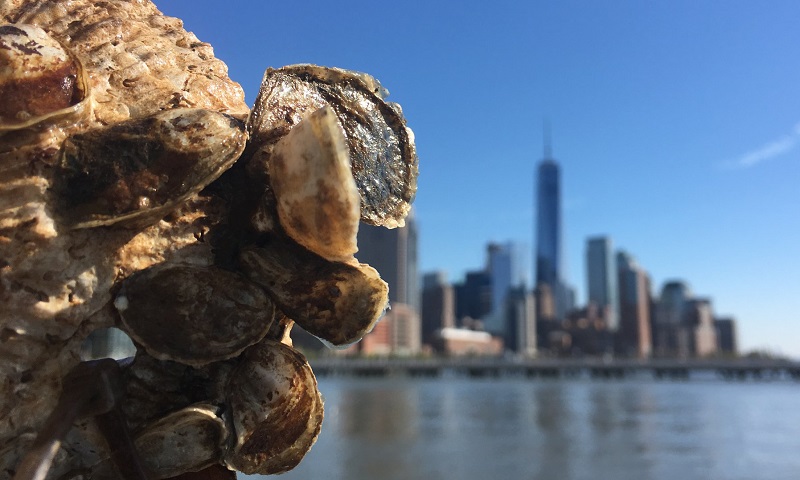 Projeto inédito usa ostras para limpeza da água do porto em Nova York 