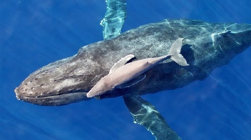 Biólogos registram, com drone, os momentos após o nascimento de um filhote de baleia jubarte