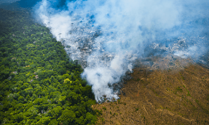 Desmatamento na Amazônia cresce pelo quinto mês consecutivo