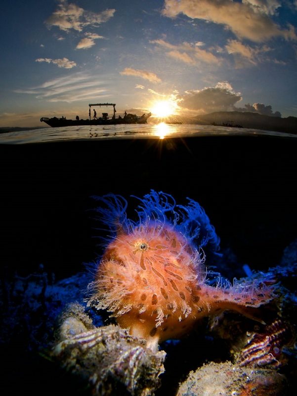 Belezas Surpresas Fundos Do Mar Imagens Premiadas Underwater Photographer Year Conexao Planeta