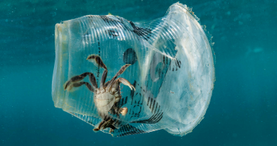 ﻿“Nestlé, pare de ameaçar a vida marinha com embalagens plásticas descartáveis!”, pede campanha do Greenpeace
