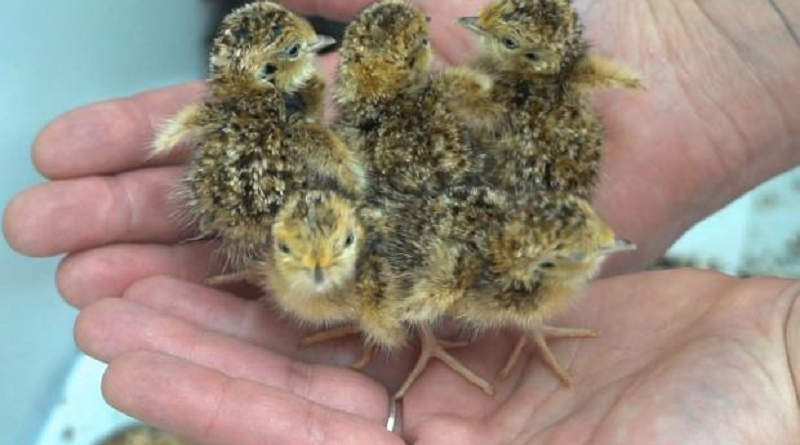 ﻿Nove filhotes de ave em risco de extinção nascem, na Austrália, com a ajudinha de um espanador