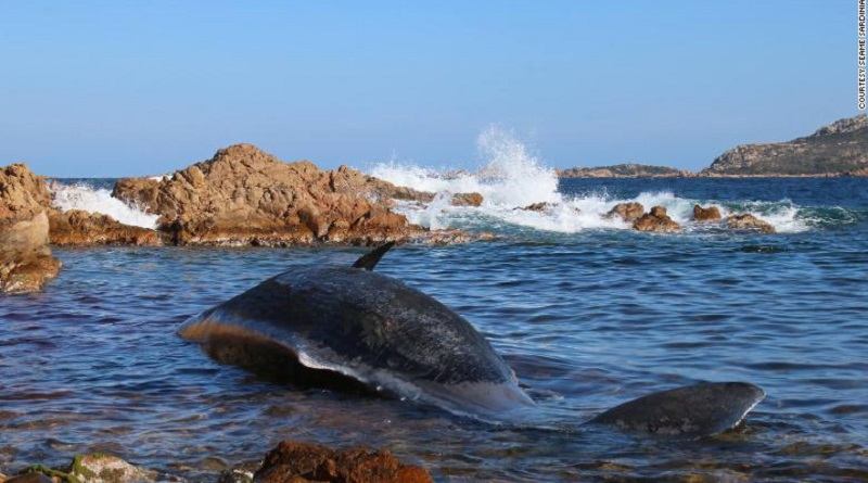 Baleia grávida com 22 kg de plástico no estômago é achada morta na Itália