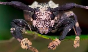 ﻿Espécie raríssima de besouro venenoso é encontrada no interior de São Paulo