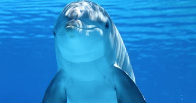 ﻿Filhote de golfinho é nova vítima do plástico na Flórida