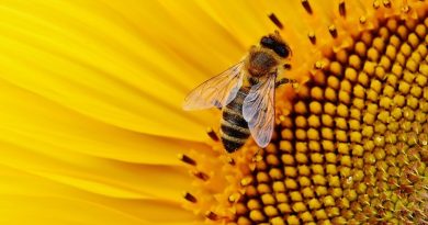 Morgan Freeman transforma sua fazenda em um santuário para as abelhas