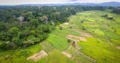 Planeta perdeu 12 milhões de hectares de florestas tropicais em 2018. Brasil está no topo do desmatamento﻿