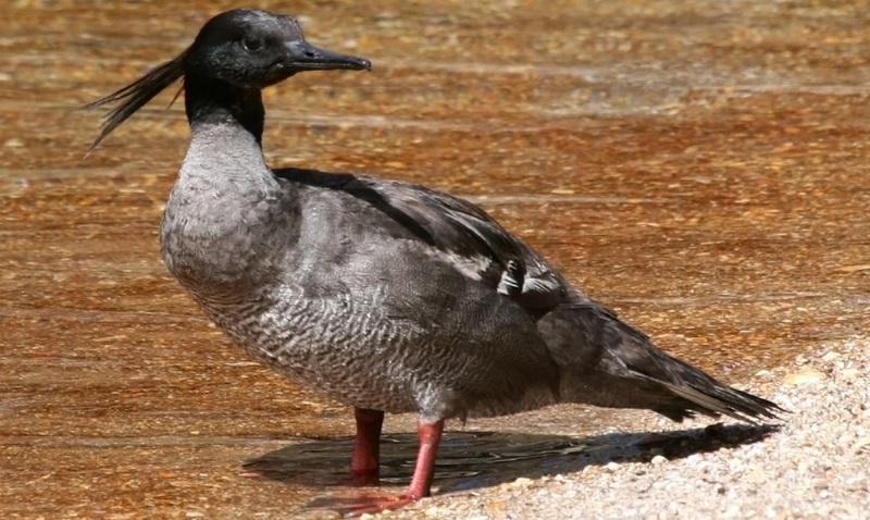 ﻿Raros e ameaçados de extinção, patos-mergulhão são observados na Chapada dos Veadeiros