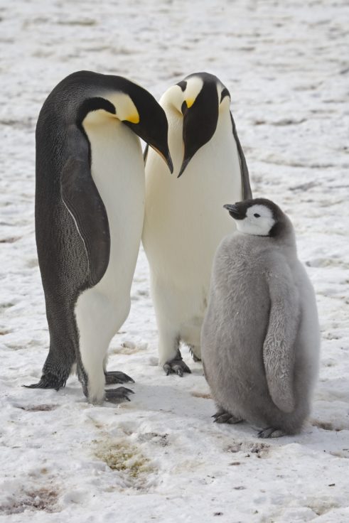 Imagens de satélite revelam existência de colônias de pinguins-imperadores até então desconhecidas