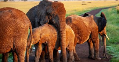 Botsuana libera novamente a caça a elefantes