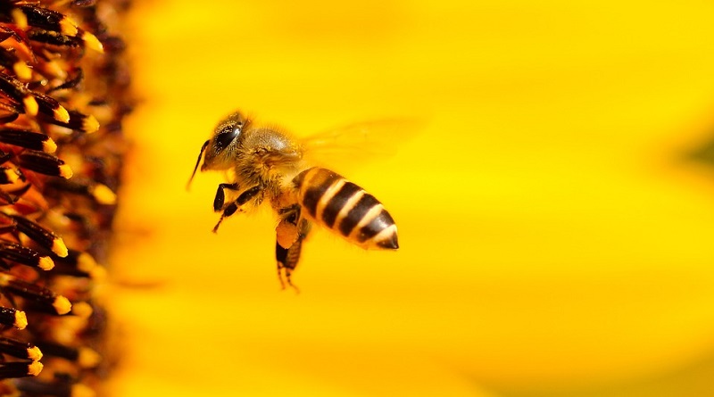 ﻿Discussão no Senado sobre a proibição de novos agrotóxicos e a proteção de abelhas no Brasil está nas suas mãos! Participe!