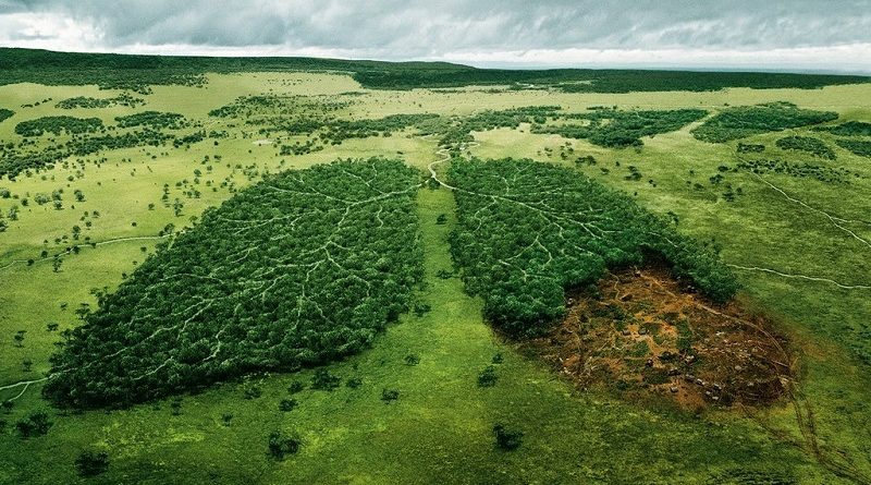 desmatamento na Amazônia cresce 20% entre agosto de 2018 e abril de 2019