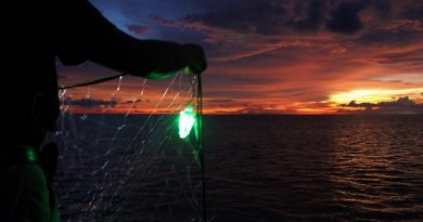 Redes iluminadas podem impedir morte de tartarugas presas acidentalmente por pescadores