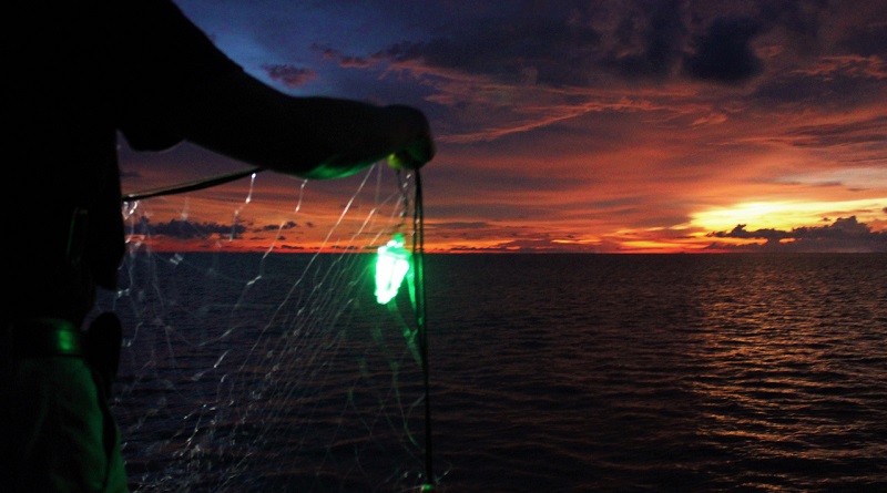Redes iluminadas podem impedir morte de tartarugas presas acidentalmente por pescadores