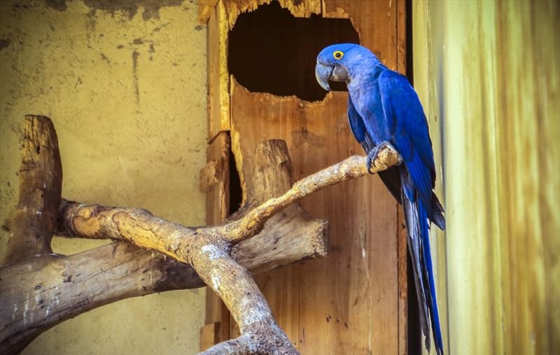 Arara-azul, espécie em risco de extinção, nasce em zoológico de Curitiba