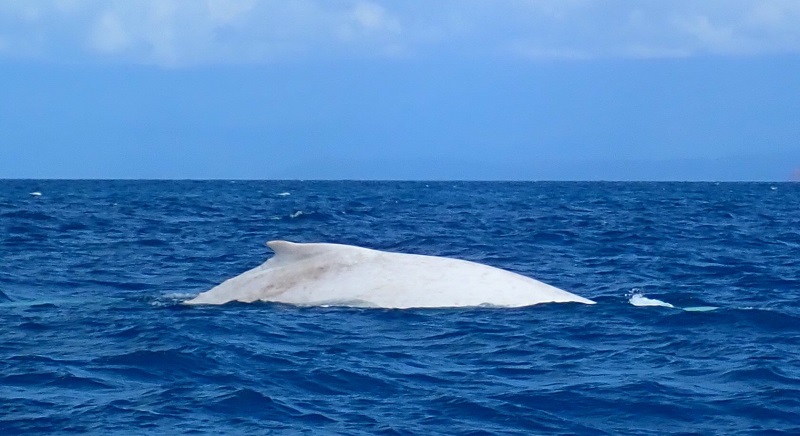 A baleia branca mais famosa do mundo é avistada na costa da Austrália