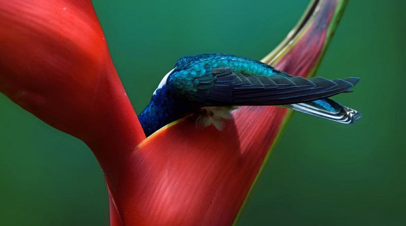 Flagrantes fotográficos surpreendentes revelam a beleza do mundo das aves 