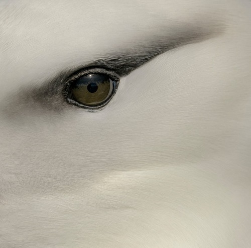Flagrantes fotográficos surpreendentes revelam a beleza do mundo das aves 