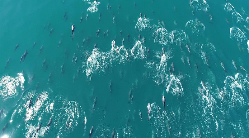 Grupo de mais de 500 golfinhos dá espetáculo na baía de Guanabara, no Rio de Janeiro