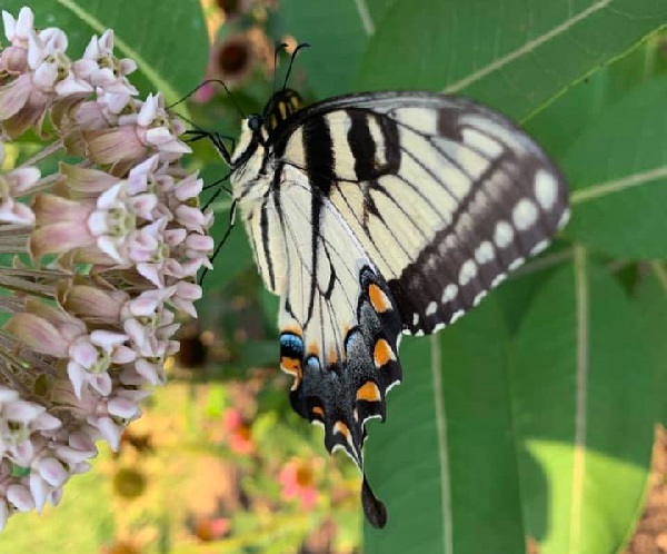 A visita das borboletas monarcas no meu jardim 