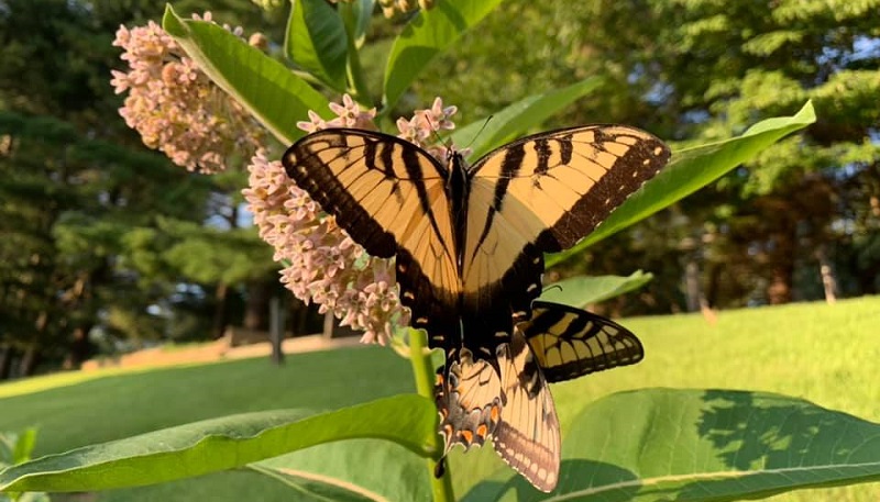 A visita das borboletas monarcas no meu jardim 